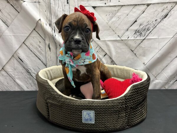 Boxer DOG Female Brindle 24830 Petland Las Vegas, Nevada