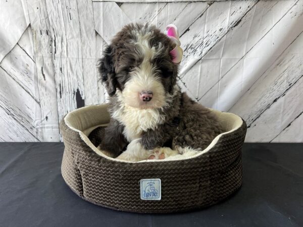 Bernese Mountain Dog/Standard Poodle-DOG-Male-Blue Merle-24854-Petland Las Vegas, Nevada