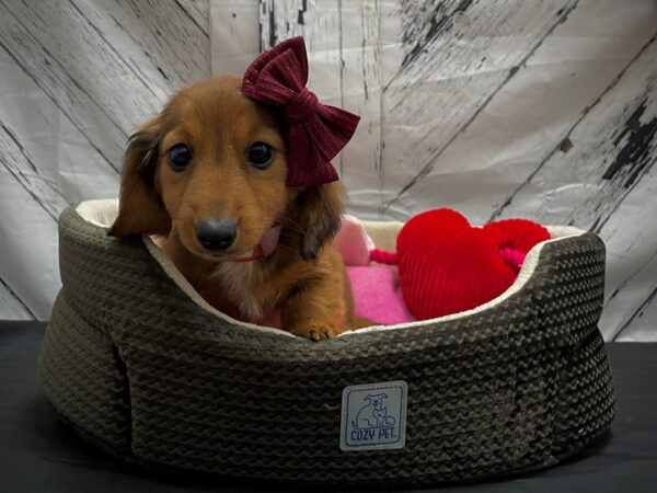 Dachshund DOG Female Red 24832 Petland Las Vegas, Nevada