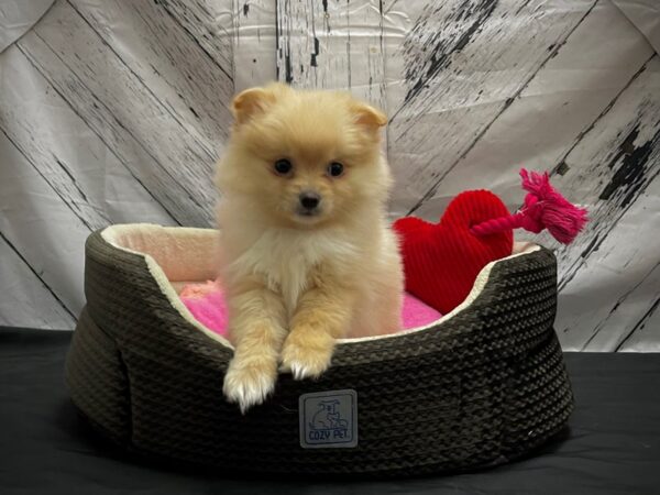 Pomeranian DOG Female Orange 24846 Petland Las Vegas, Nevada