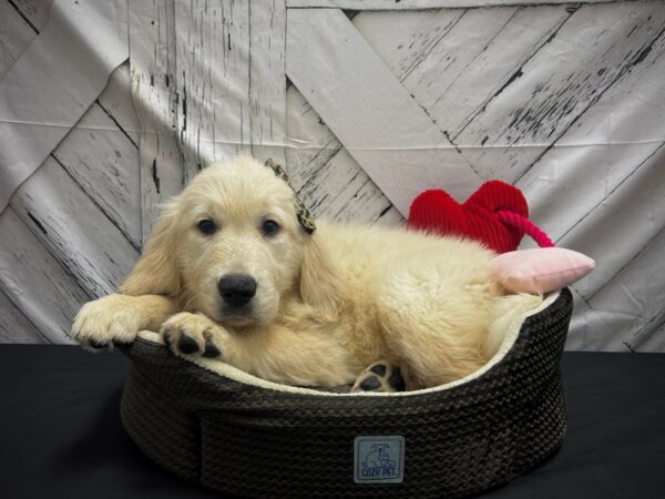 Golden Retriever DOG Female Golden 24859 Petland Las Vegas, Nevada