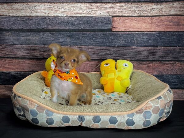 Chihuahua-DOG-Female-Chocolate and White-24863-Petland Las Vegas, Nevada