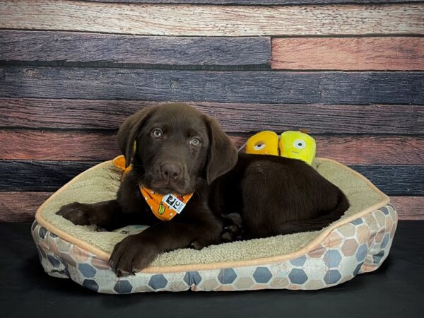 Labrador Retriever DOG Male Chocolate 24877 Petland Las Vegas, Nevada