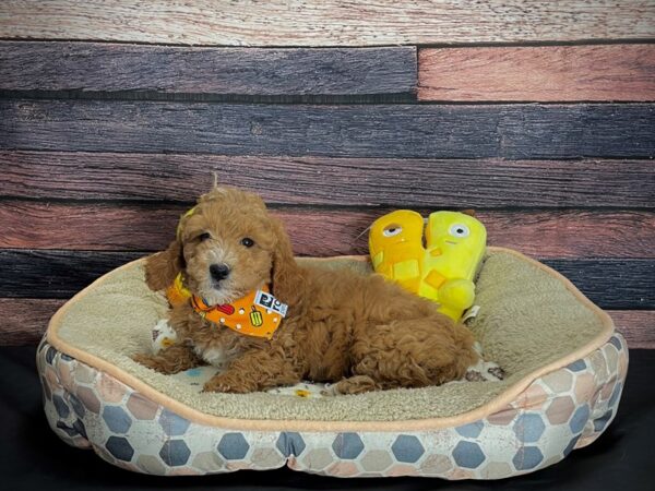 F1B Mini Goldendoodle DOG Female Red 24876 Petland Las Vegas, Nevada