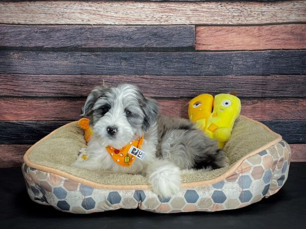 F1 Mini Aussiedoodle-DOG-Male-Blue Merle-24875-Petland Las Vegas, Nevada