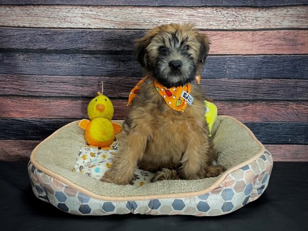 Soft Coated Wheaten Terrier-DOG-Male-Wheaten-24872-Petland Las Vegas, Nevada