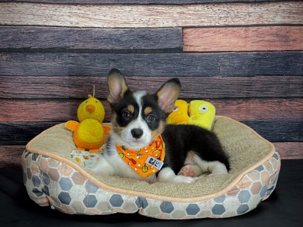 Pembroke Welsh Corgi DOG Male Black Tan / White 24871 Petland Las Vegas, Nevada