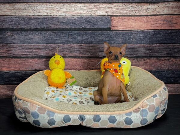 Miniature Pinscher DOG Female Red 24870 Petland Las Vegas, Nevada