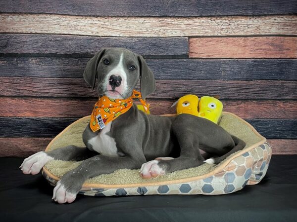 Great Dane DOG Male Blue 24869 Petland Las Vegas, Nevada