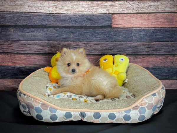 Pomeranian-DOG-Male-Cream-24868-Petland Las Vegas, Nevada