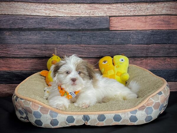 Lhasa Apso DOG Male Liver 24866 Petland Las Vegas, Nevada