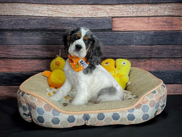 Cocker Spaniel DOG Female Blue Roan and Tan 24865 Petland Las Vegas, Nevada