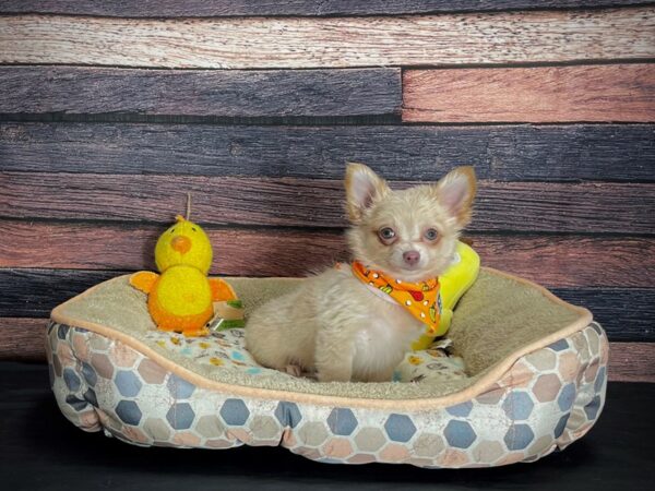 Chihuahua DOG Male Cream 24864 Petland Las Vegas, Nevada