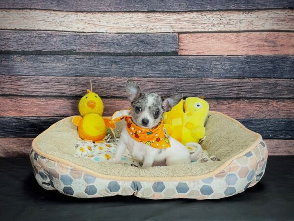 Chihuahua-DOG-Male-Blue Merle-24862-Petland Las Vegas, Nevada