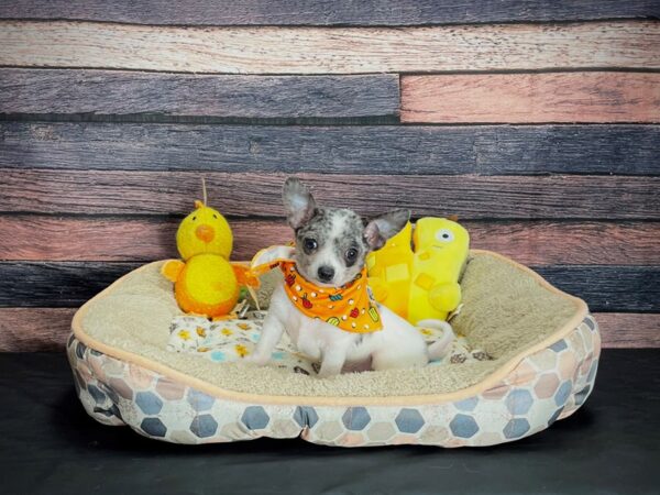 Chihuahua DOG Male Blue Merle 24862 Petland Las Vegas, Nevada