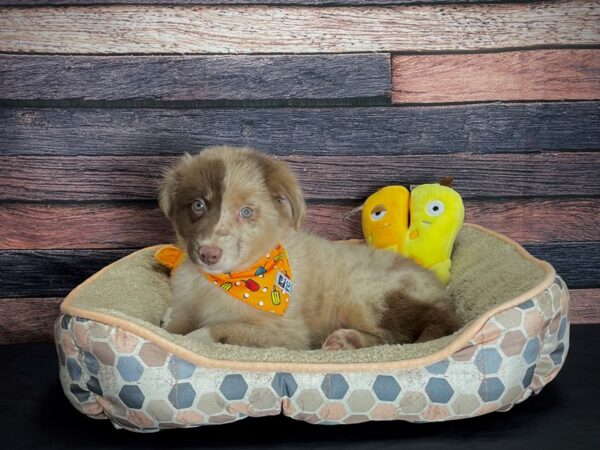 Australian Shepherd DOG Male Red Merle 24861 Petland Las Vegas, Nevada