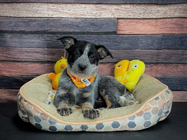 Australian Cattle Dog DOG Male Blue Mottled 24860 Petland Las Vegas, Nevada