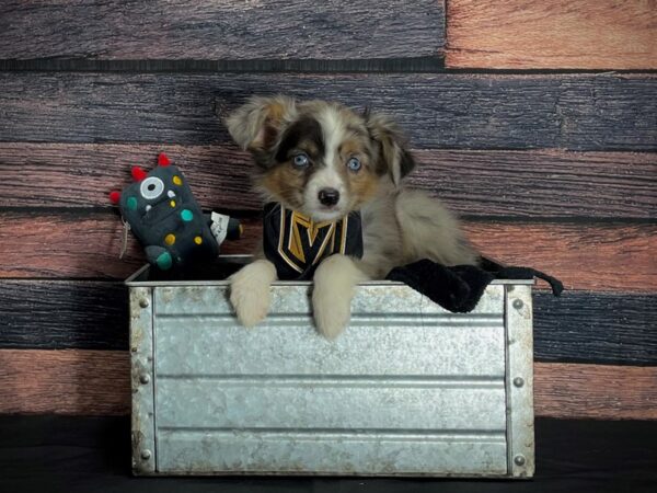 Miniature Australian Shepherd/Toy Australian Shepherd-DOG-Female-Blue Merle White / Tan-24890-Petland Las Vegas, Nevada