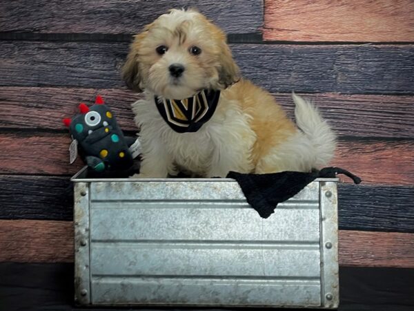 Bichon Frise/Shih Tzu DOG Female Gold and White 24889 Petland Las Vegas, Nevada