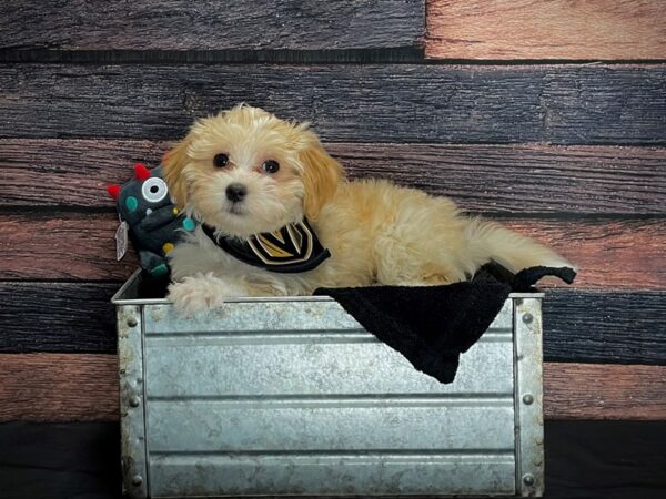 Coton De Tulear DOG Female White 24887 Petland Las Vegas, Nevada