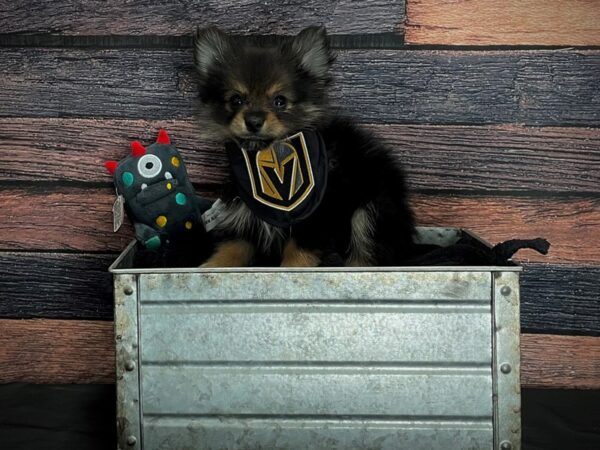 Pomeranian DOG Female Black and Tan 24883 Petland Las Vegas, Nevada