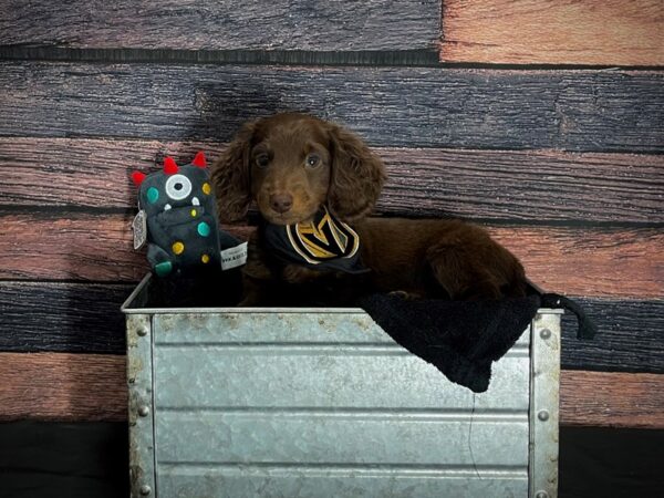 Dachshund DOG Male Chocolate and Tan 24881 Petland Las Vegas, Nevada