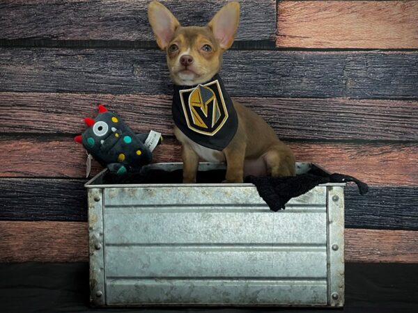 Chihuahua-DOG-Female-Chocolate and Tan-24880-Petland Las Vegas, Nevada