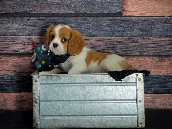 Cavalier King Charles Spaniel DOG Male Blenheim 24879 Petland Las Vegas, Nevada