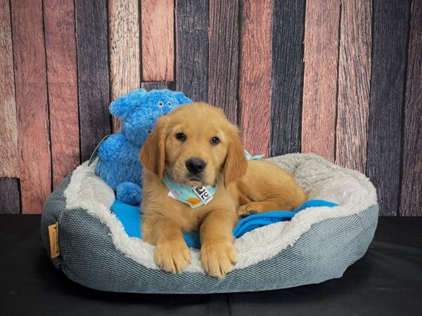 Golden Retriever DOG Female Golden 24927 Petland Las Vegas, Nevada