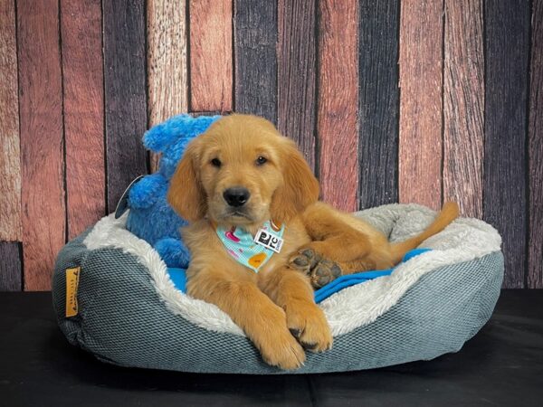 Golden Retriever DOG Male Golden 24926 Petland Las Vegas, Nevada