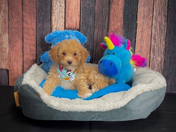 Poodle DOG Female 24925 Petland Las Vegas, Nevada