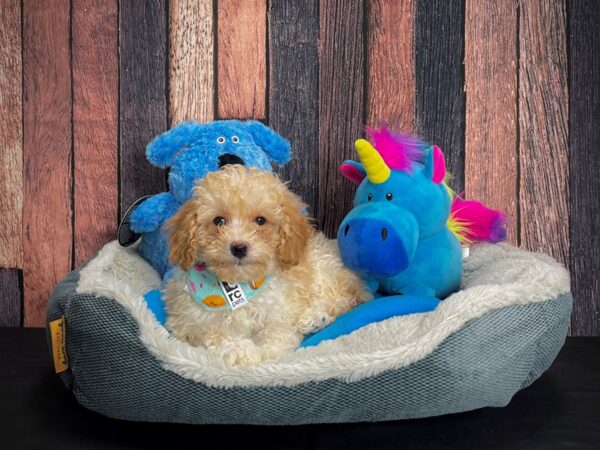 Poodle-DOG-Female--24924-Petland Las Vegas, Nevada