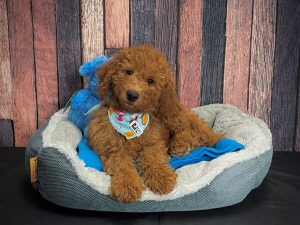 Labradoodle F1-B DOG Female 24923 Petland Las Vegas, Nevada