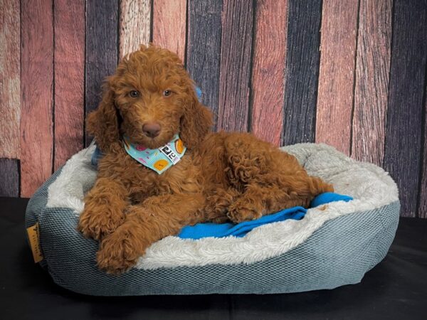 Labradoodle F1-B DOG Female 24922 Petland Las Vegas, Nevada