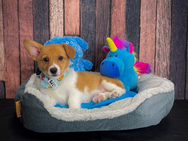 Pembroke Welsh Corgi DOG Female Red 24919 Petland Las Vegas, Nevada