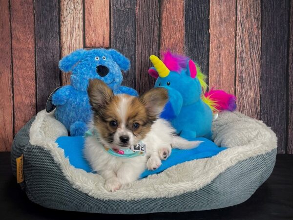 Papillon DOG Male White and Sable 24918 Petland Las Vegas, Nevada