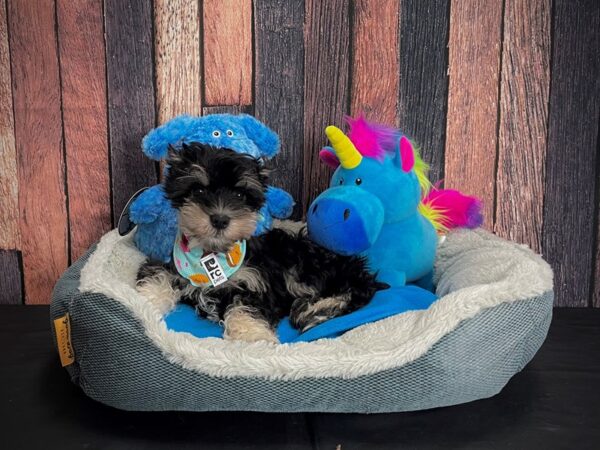 Miniature Schnauzer DOG Male Black and Silver 24917 Petland Las Vegas, Nevada