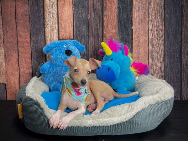 Italian Greyhound DOG Female Fawn 24916 Petland Las Vegas, Nevada