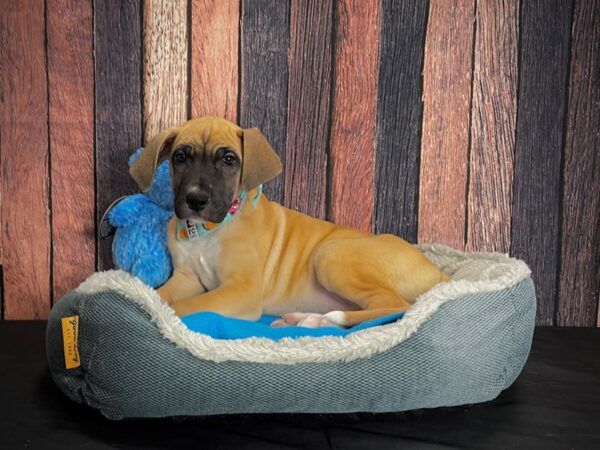 Great Dane DOG Female Fawn 24915 Petland Las Vegas, Nevada