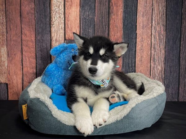 Alaskan Malamute DOG Male Black and White 24913 Petland Las Vegas, Nevada