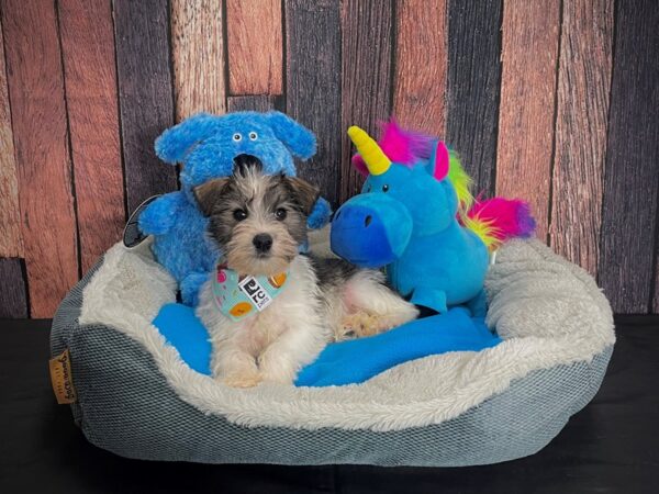 Miniature Schnauzer/Poodle DOG Female Salt / Pepper 24912 Petland Las Vegas, Nevada