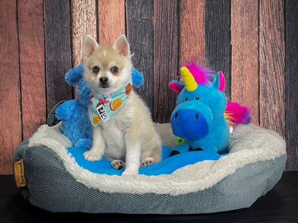 Alaskan Klee Kai DOG Male Gray / White 24911 Petland Las Vegas, Nevada