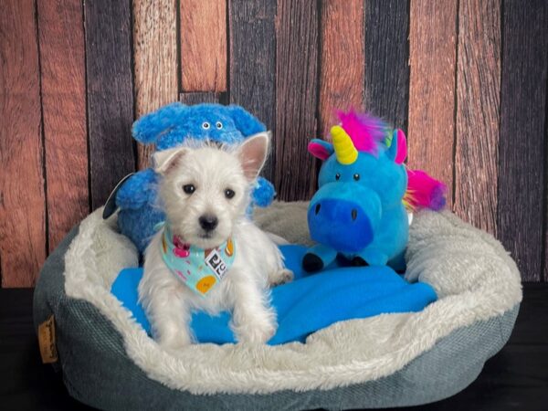 West Highland White Terrier-DOG-Male-White-24909-Petland Las Vegas, Nevada