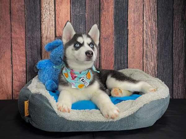 Siberian Husky DOG Male Black / White 24908 Petland Las Vegas, Nevada