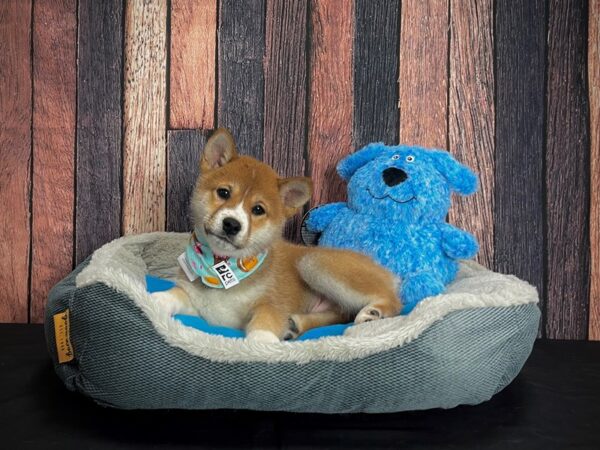 Shiba Inu DOG Male Red Sesame 24907 Petland Las Vegas, Nevada