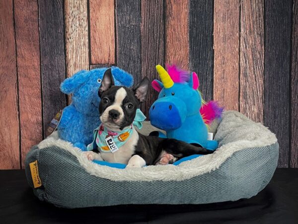 Boston Terrier DOG Male Black / White 24906 Petland Las Vegas, Nevada