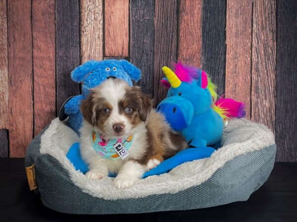 Australian Shepherd/Miniature Australian Shepherd DOG Male Chocolate Merle 24905 Petland Las Vegas, Nevada