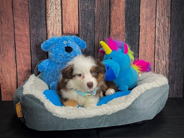 Australian Shepherd/Miniature Australian Shepherd DOG Female Chocolate / Tan 24904 Petland Las Vegas, Nevada