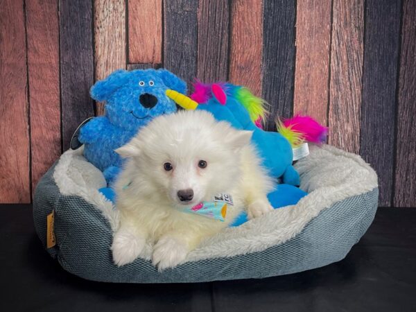 American Eskimo Dog DOG Female White 24903 Petland Las Vegas, Nevada