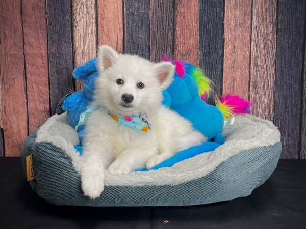 American Eskimo Dog DOG Male White 24902 Petland Las Vegas, Nevada